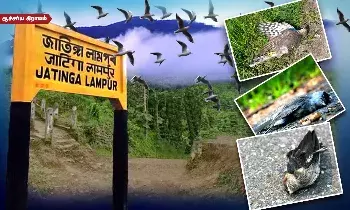 பறவைகளின் தற்கொலை பள்ளத்தாக்கு - அசாமிலிருக்கும் வினோத கிராமம்! பறவைகளின் தற்கொலை பள்ளத்தாக்கு - அசாமிலிருக்கும் வினோத கிராமம்!