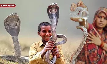 பாம்புகளுடன் குடும்பம் நடத்தும் இந்திய கிராமம்! பாம்புகளுடன் குடும்பம் நடத்தும் இந்திய கிராமம்!