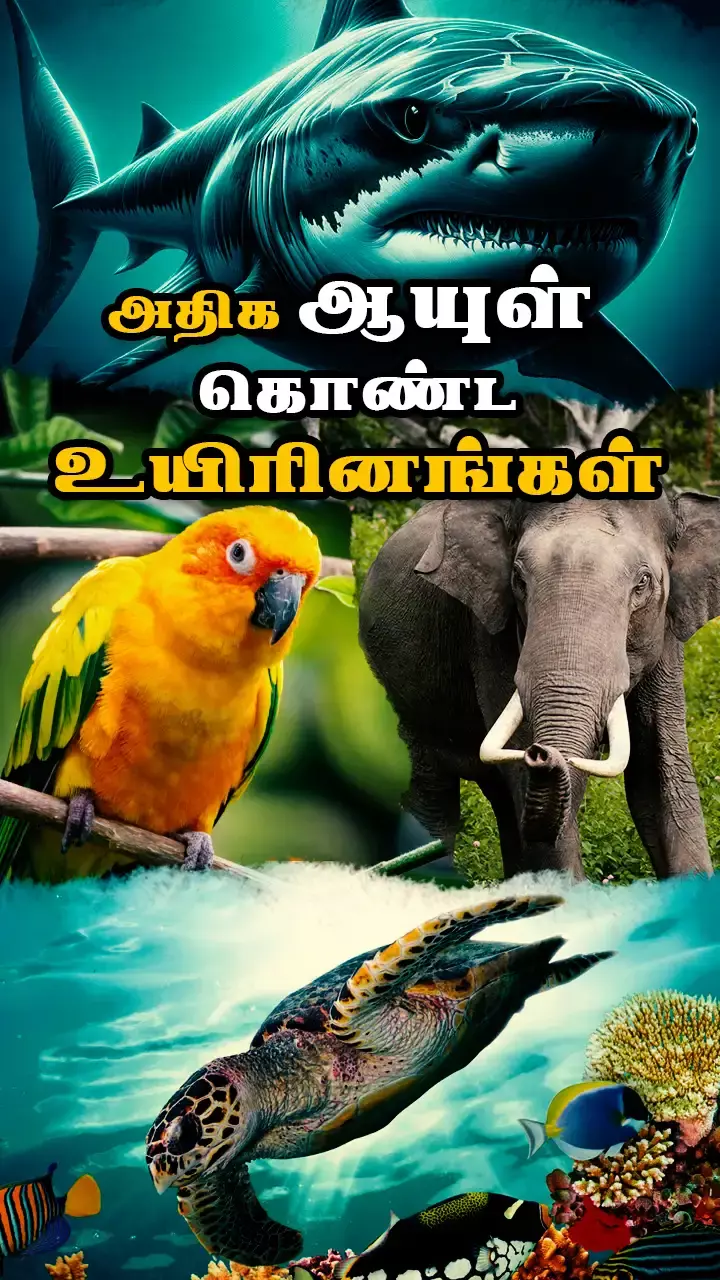 ஆயுள் கெட்டி!
