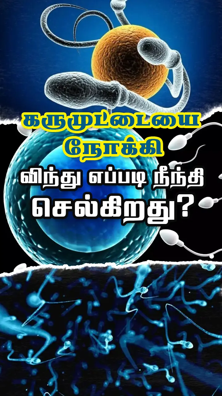 விந்தணுக்கள் எப்படி நீந்துகின்றன?