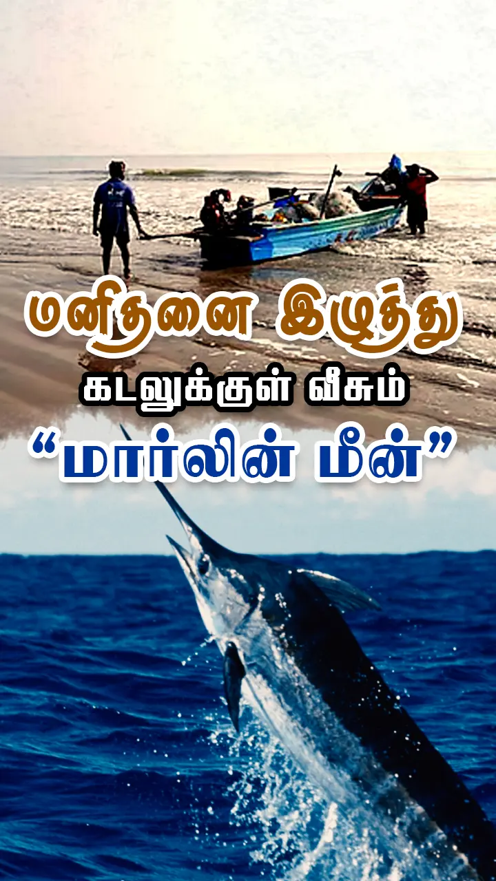 மீனவரை கடலுக்குள் இழுத்துச்சென்று கொன்ற மீன்!