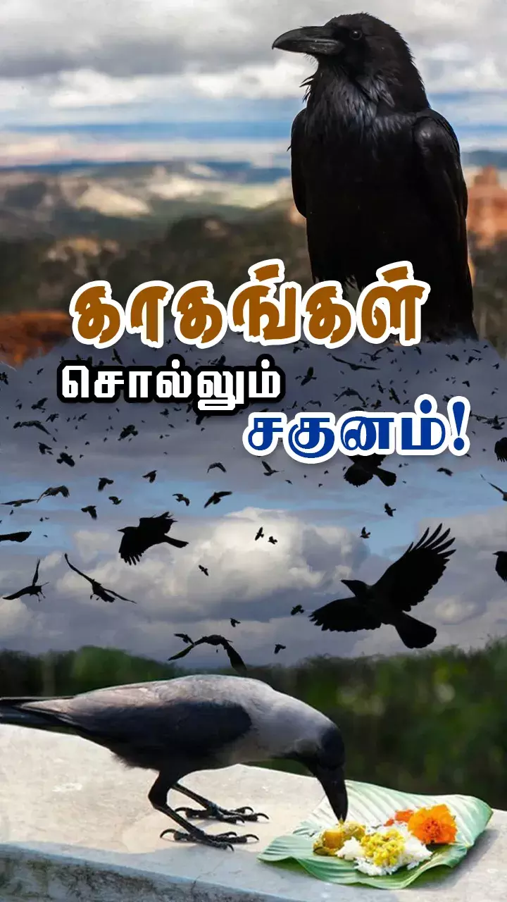 உங்க வீட்டுக்கு காகம் அடிக்கடி வருதா?