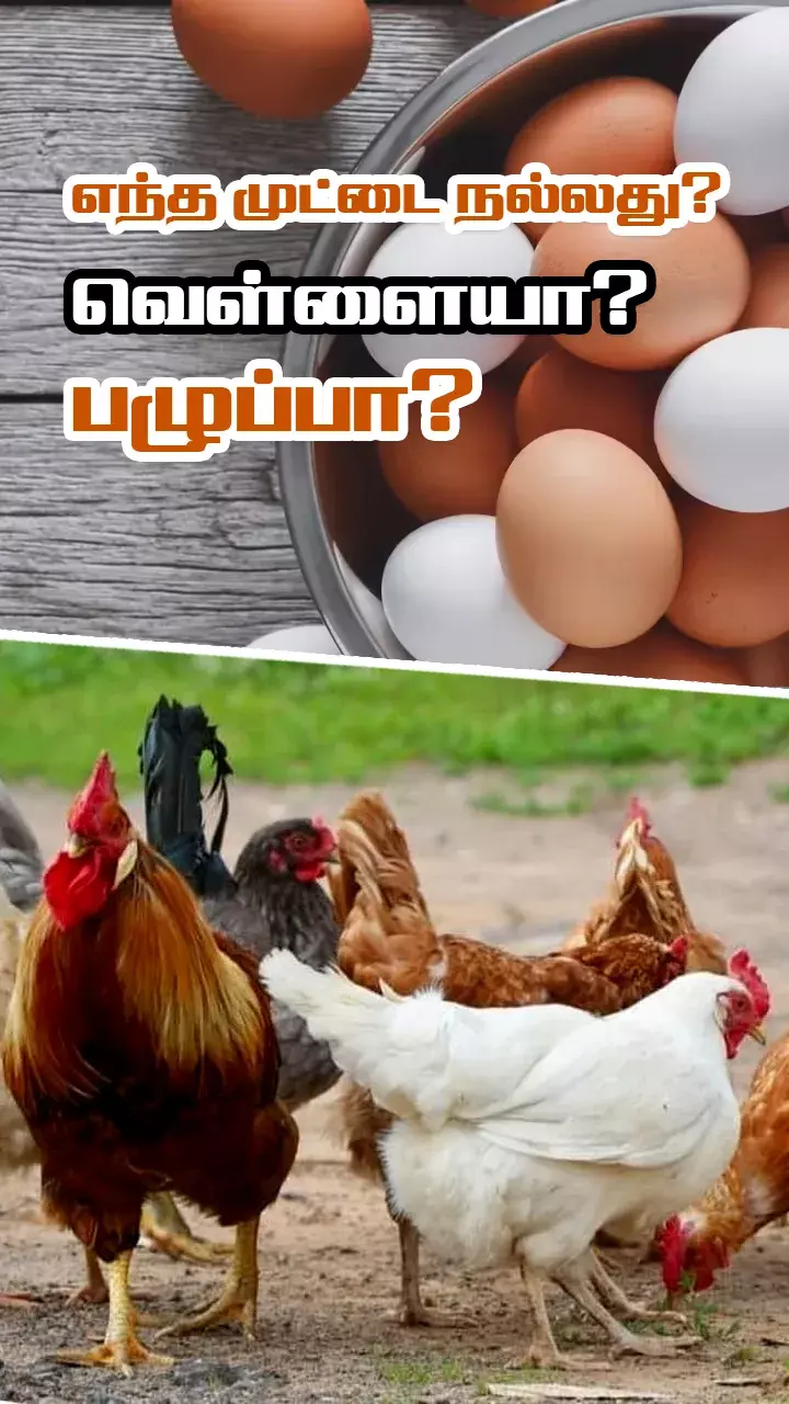 முட்டை வாங்கும்போது கவனிக்க வேண்டிய விஷயங்கள்!