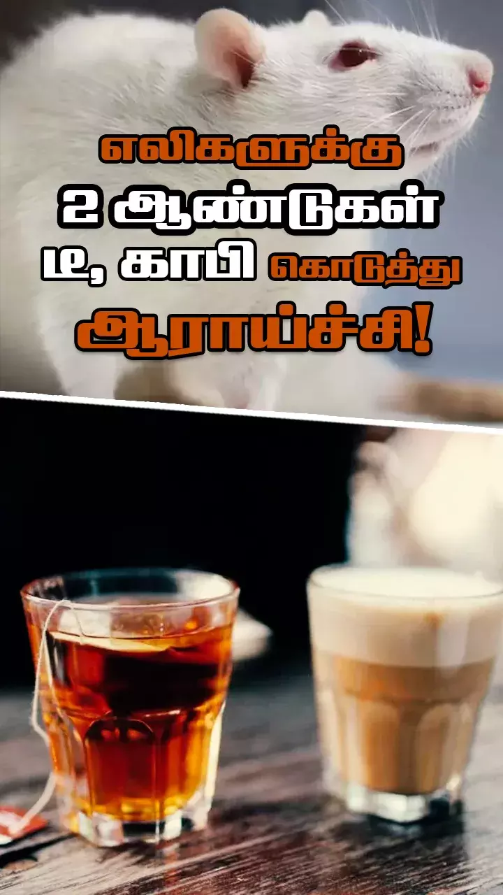 தினமும் டீ, காபி குடித்த எலிகளுக்கு சர்க்கரை நோய்...